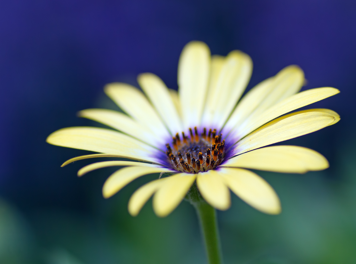 Yellow Flower + Repost