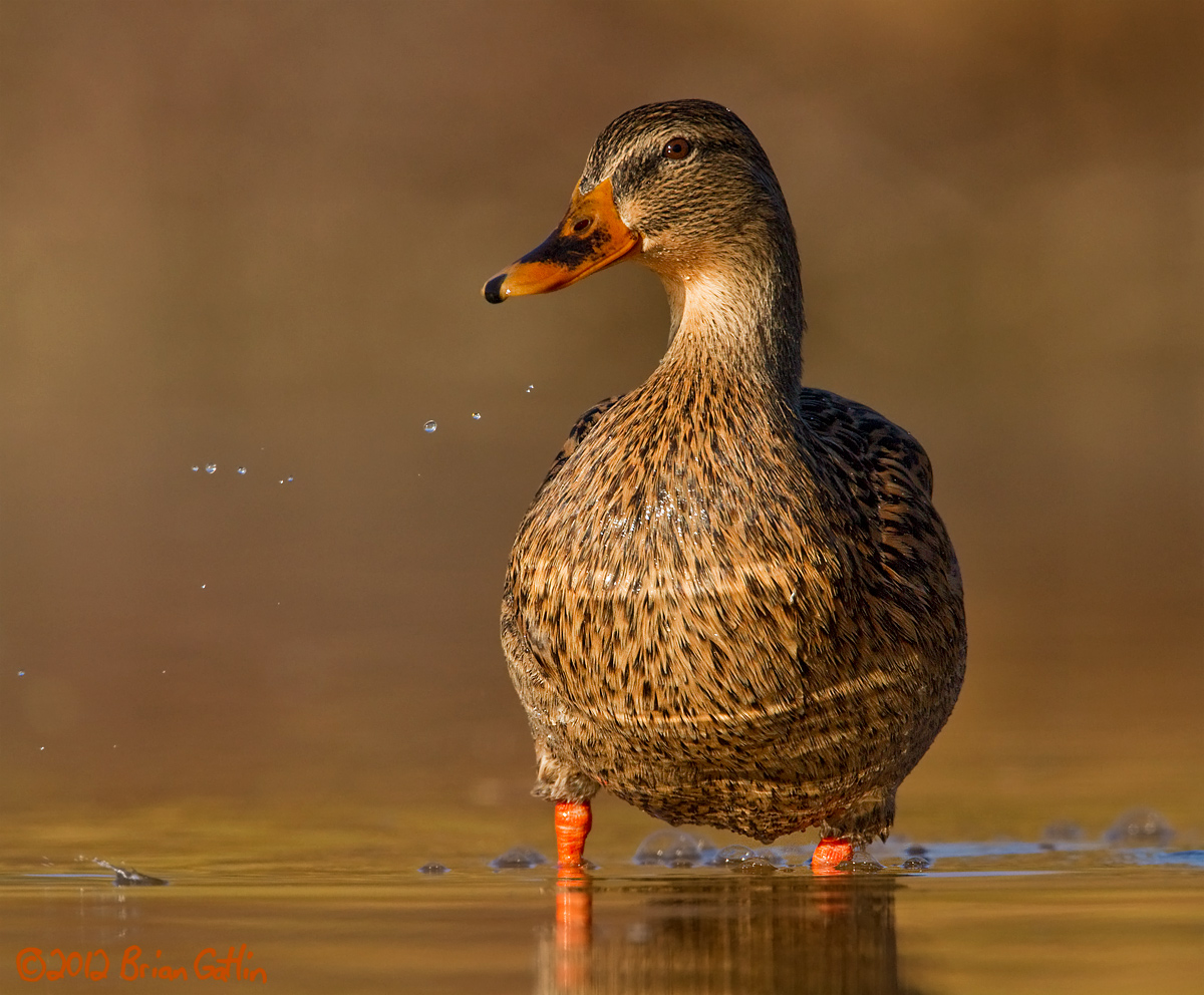Mallard