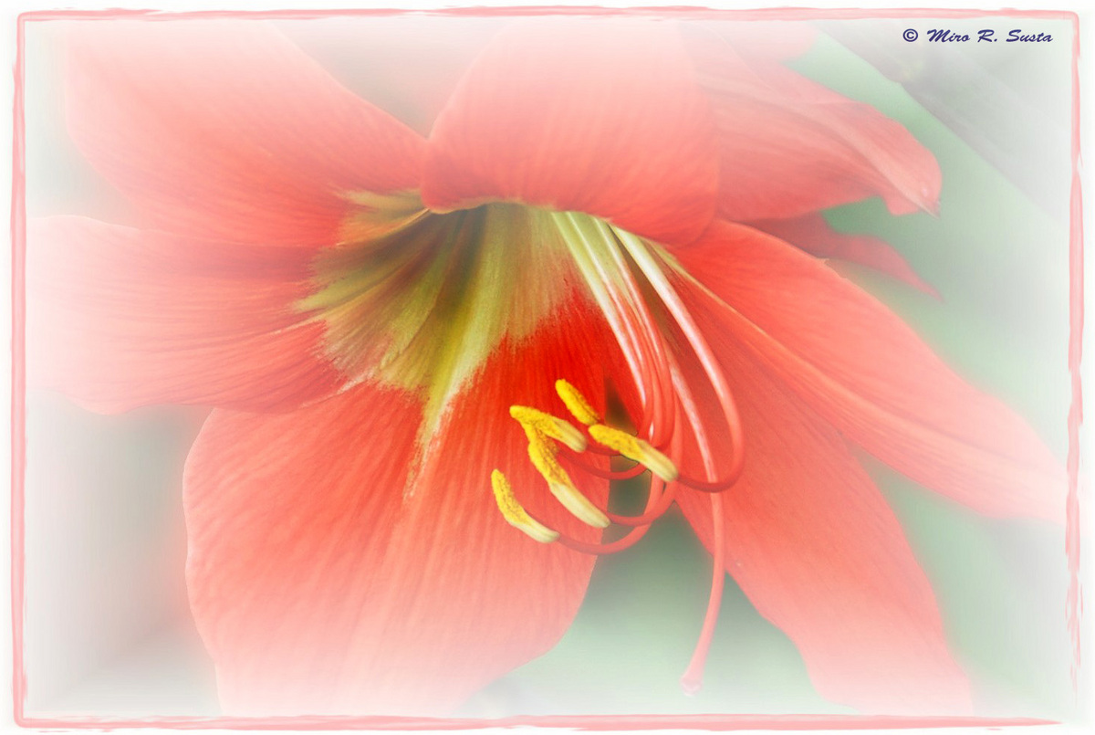 Red Lily