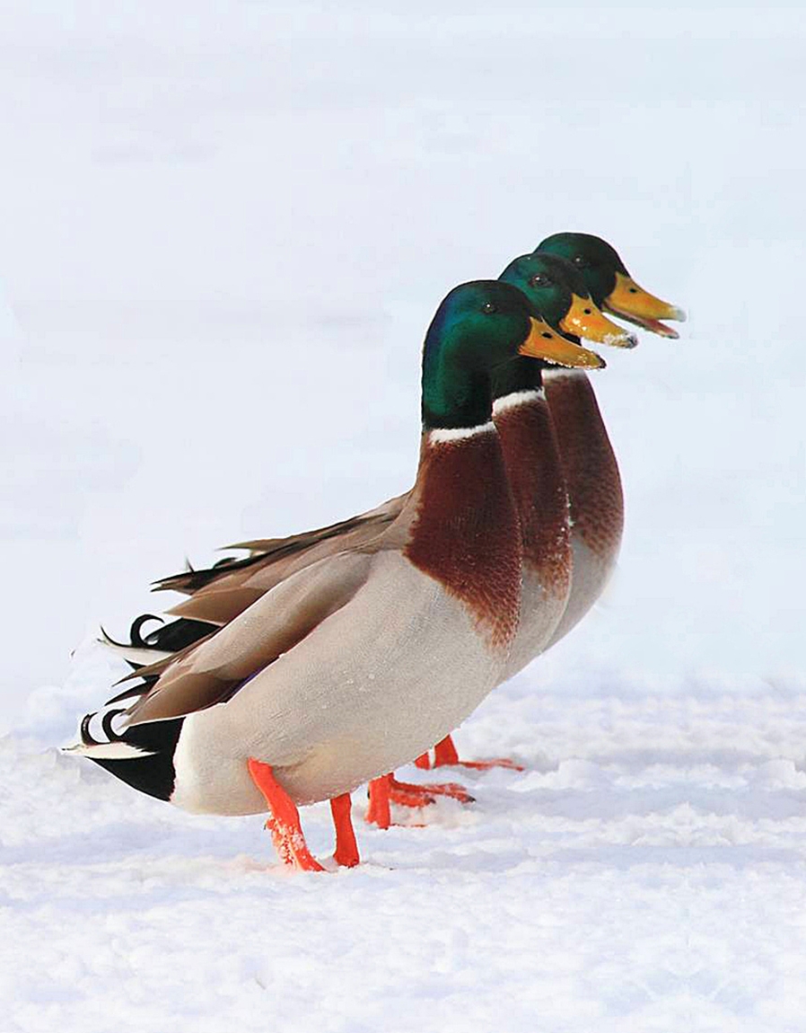 The Mallard Trio
