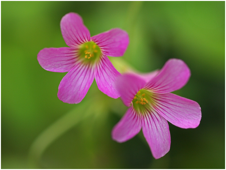 Wood Sorrel
