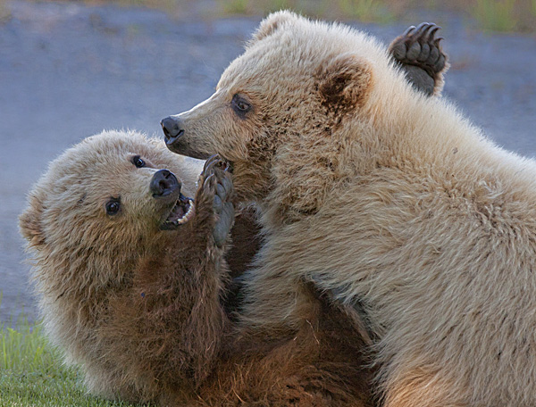 Cubs at Play