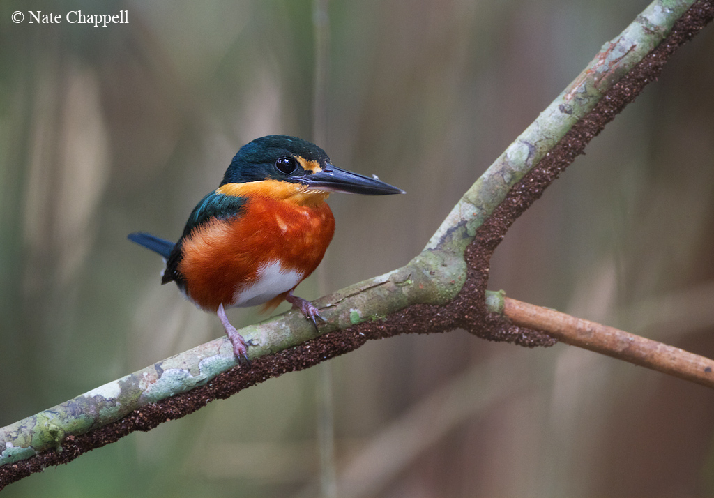Pygmy Kingfisher