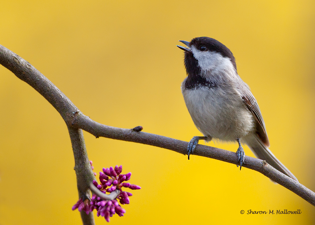 Chickadee