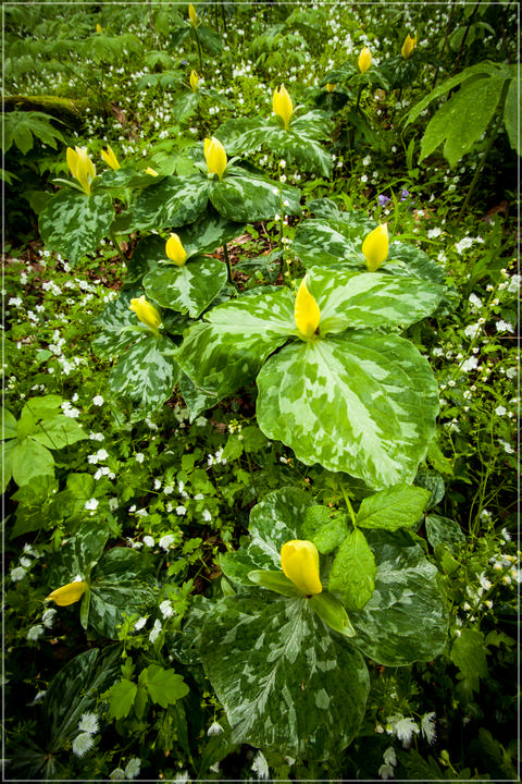 Yellow Trillium Hillside