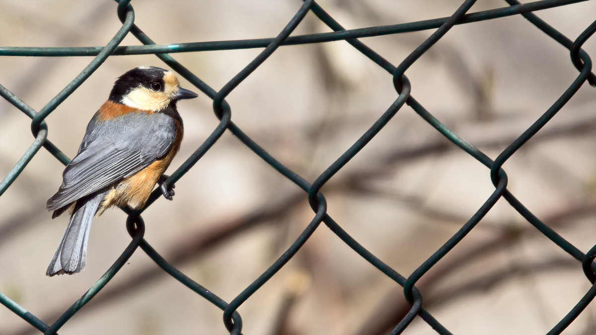 Varied Tit in Fence
