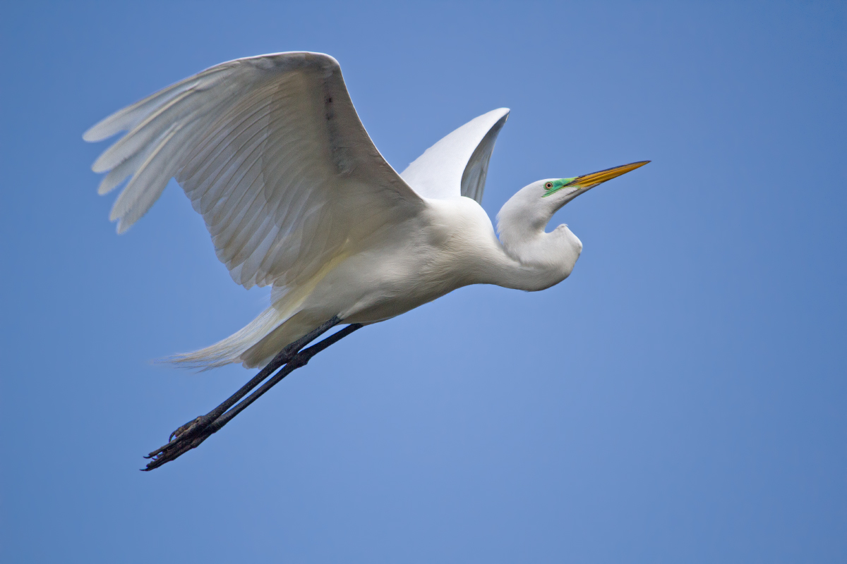 Great Egret