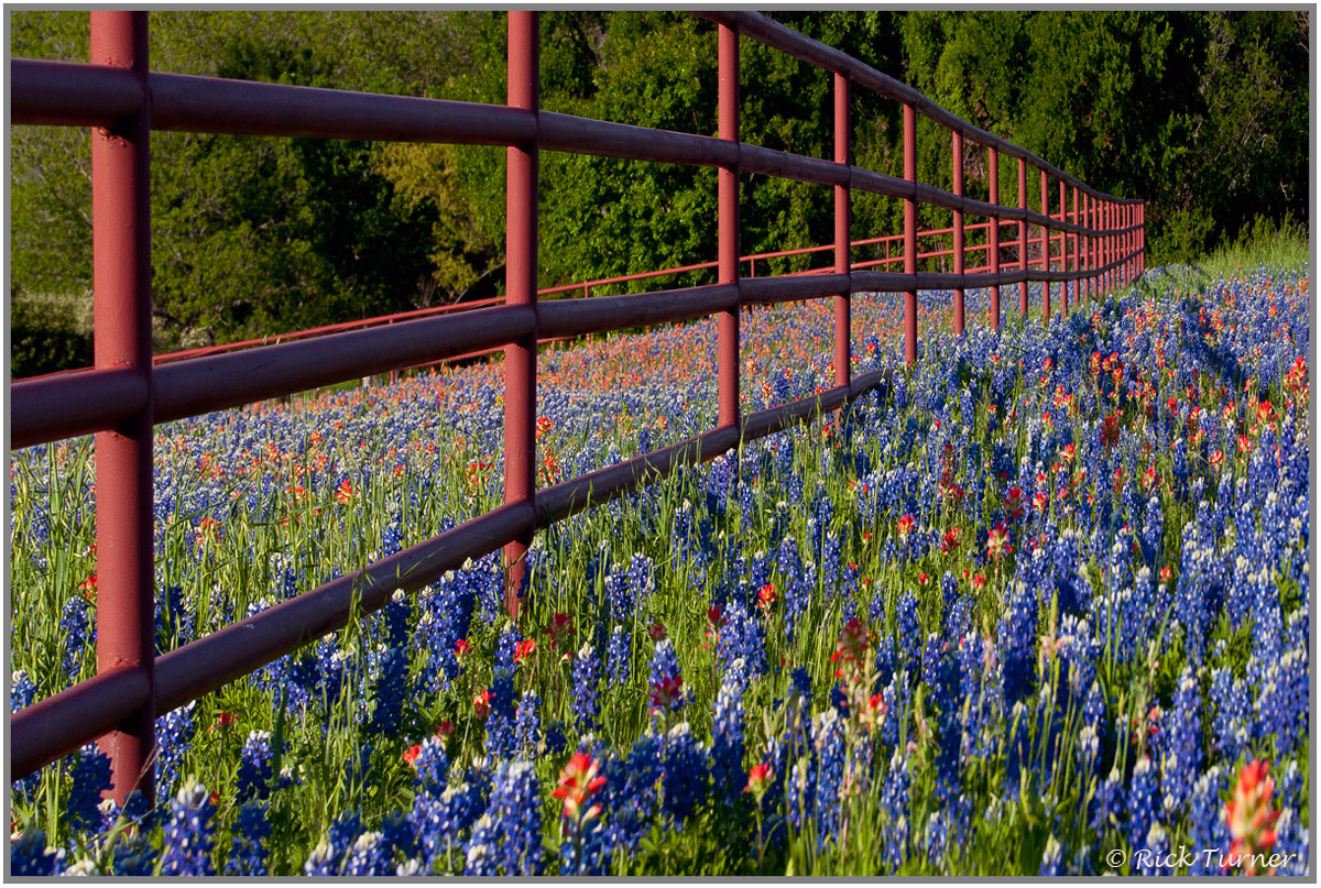 Bluebonnet Fence