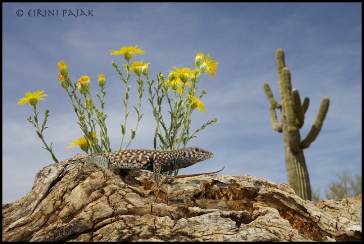 Tiger Whiptail