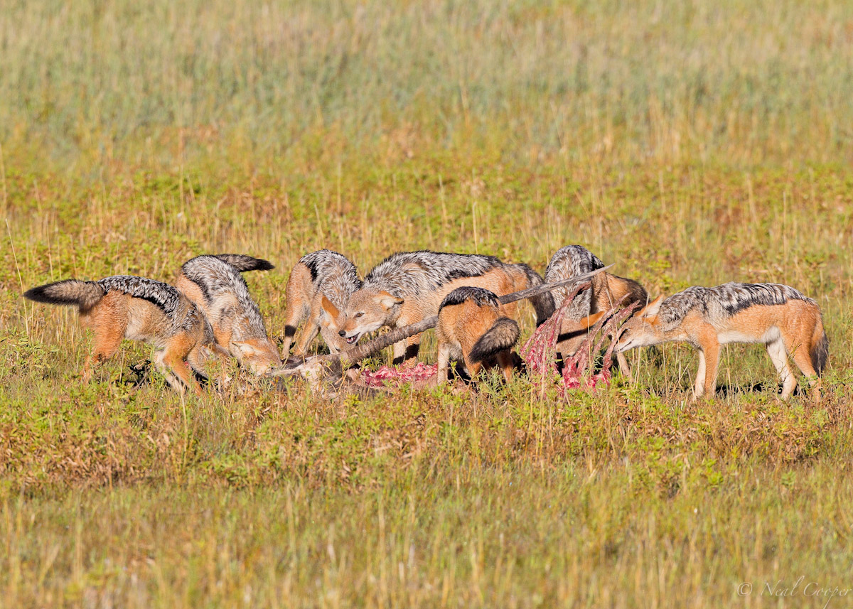 Oryx Feast