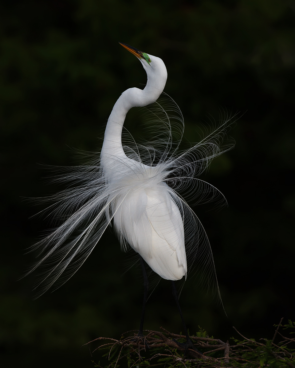 Springtime Egret