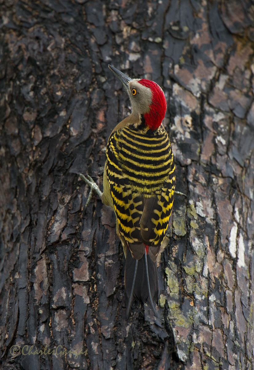 Hispaniolan Woodpecker#2