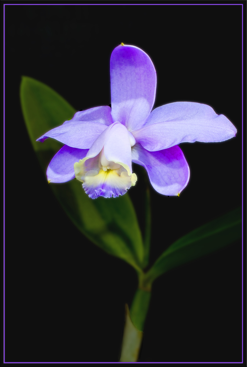 Orchid 79