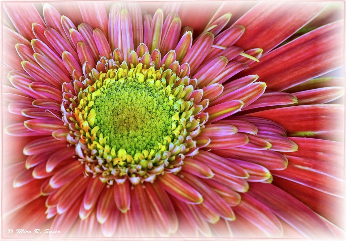 Red-Purple Aster