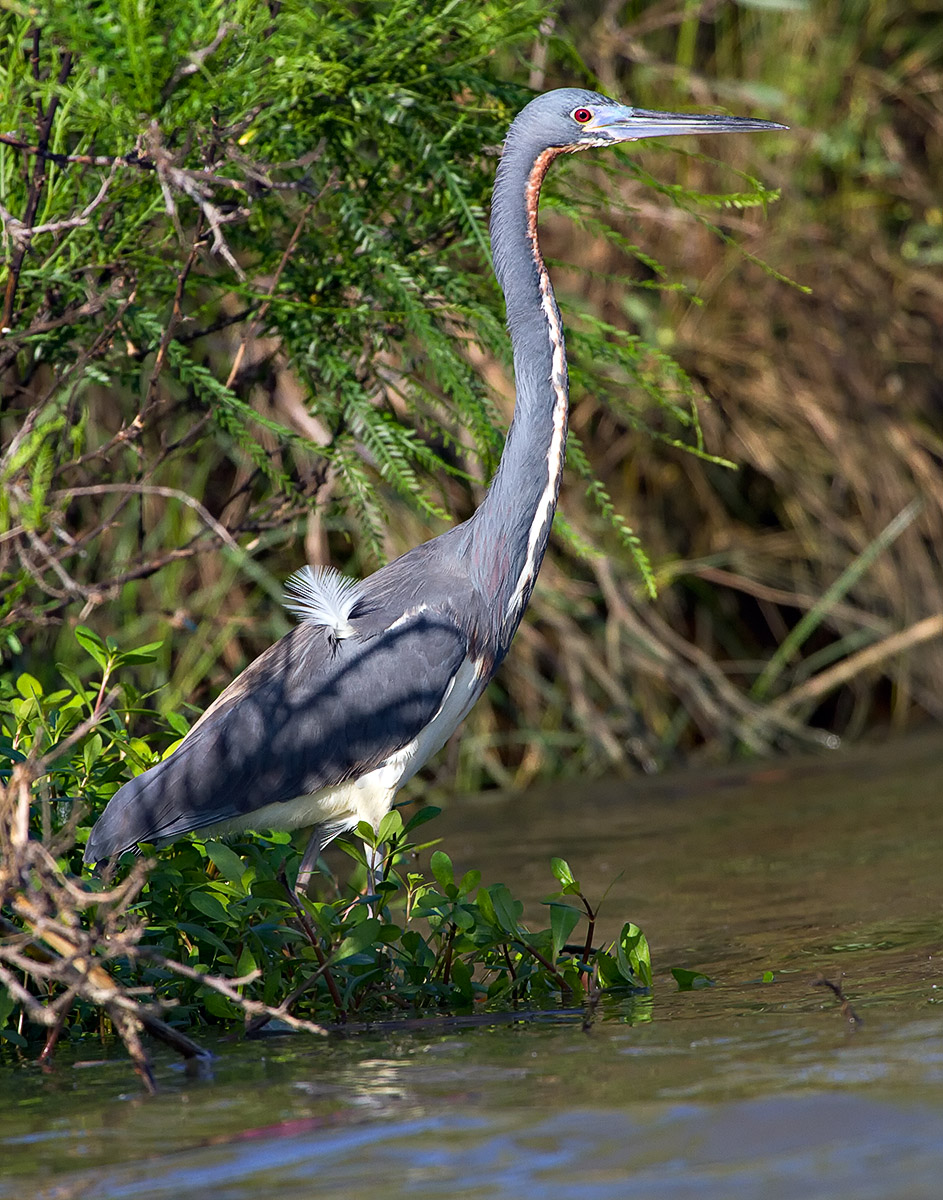 Tricolored Heron