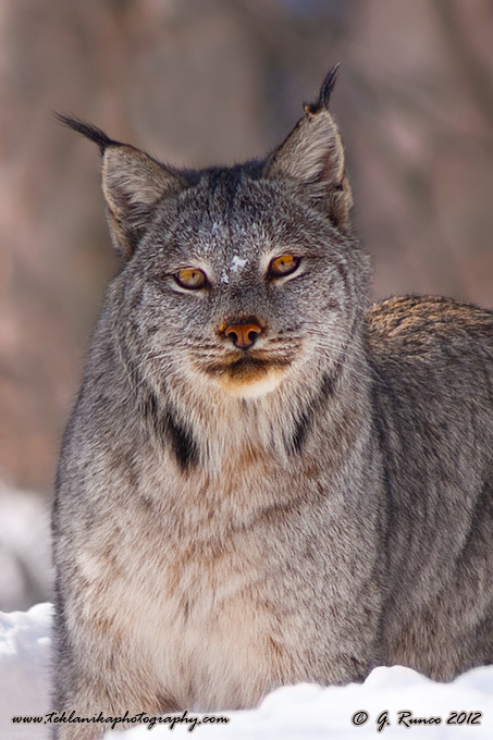 Winter Lynx