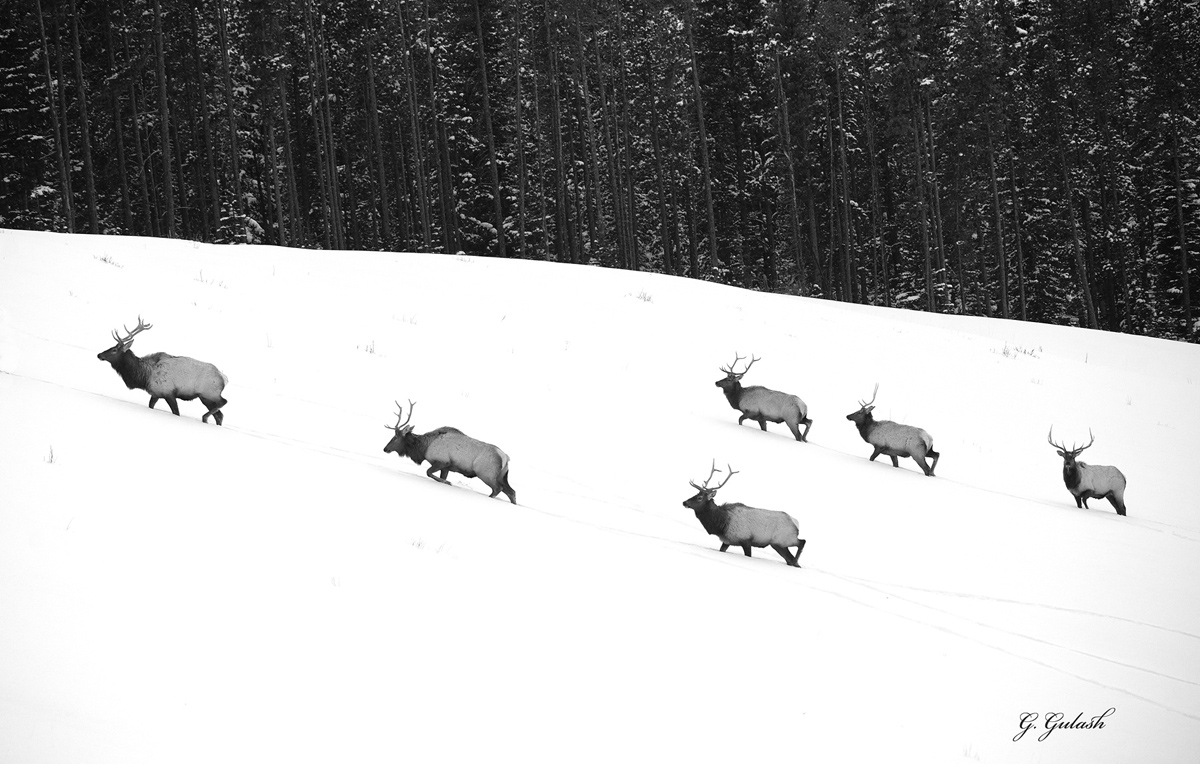Bull Elk