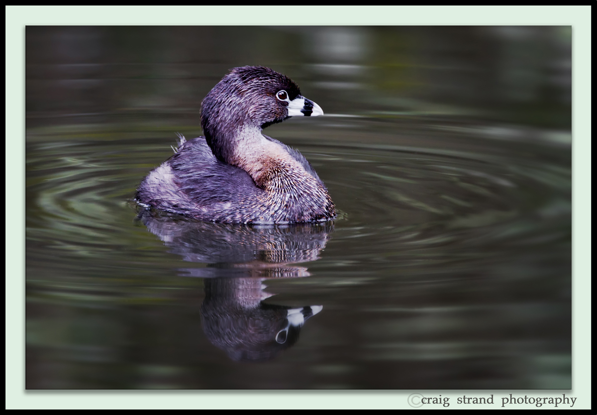 Pied Billed Grebe with REPOST