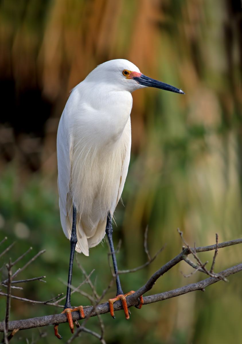 Snowy Egret + Repost