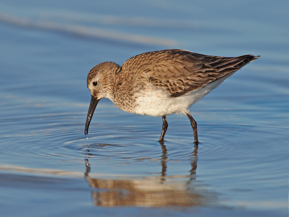 Dunlin in Morning Light