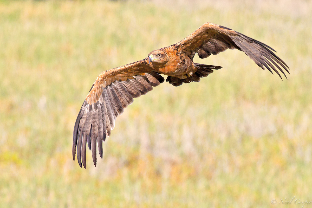 Tawney flyby