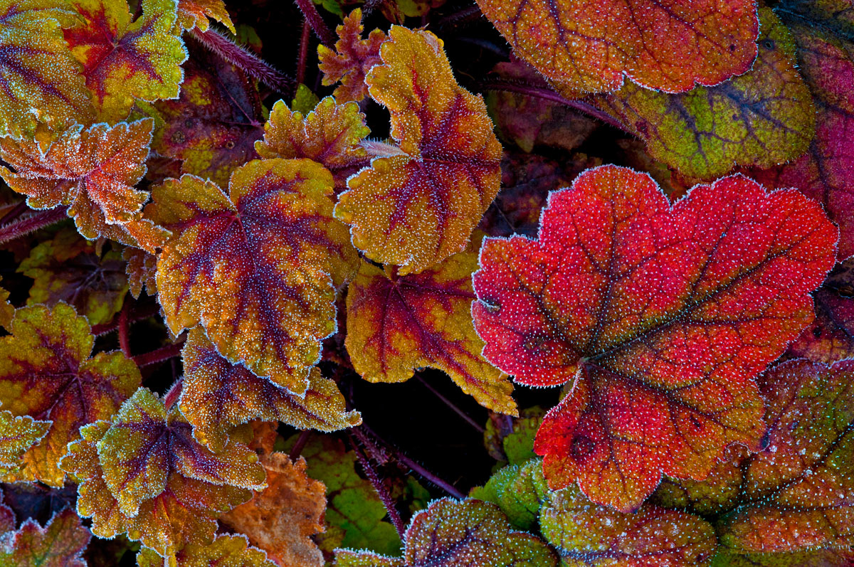 Frosted Heuchera