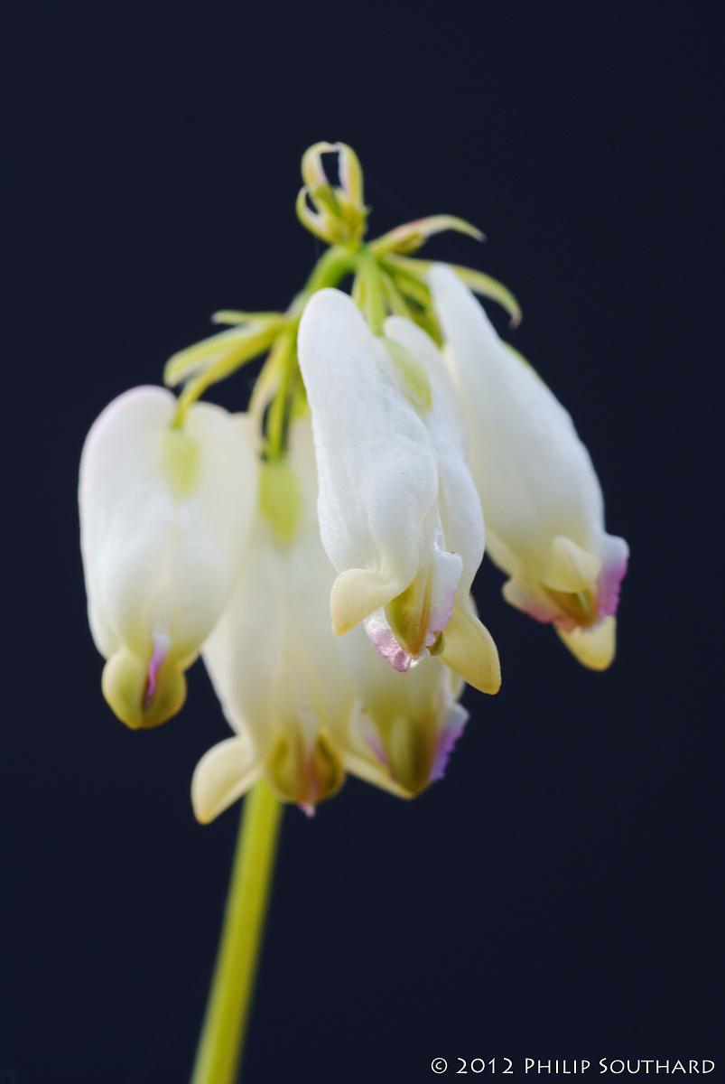 Bleeding Heart (+ repost)