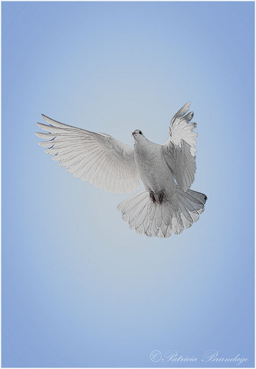 White Dove