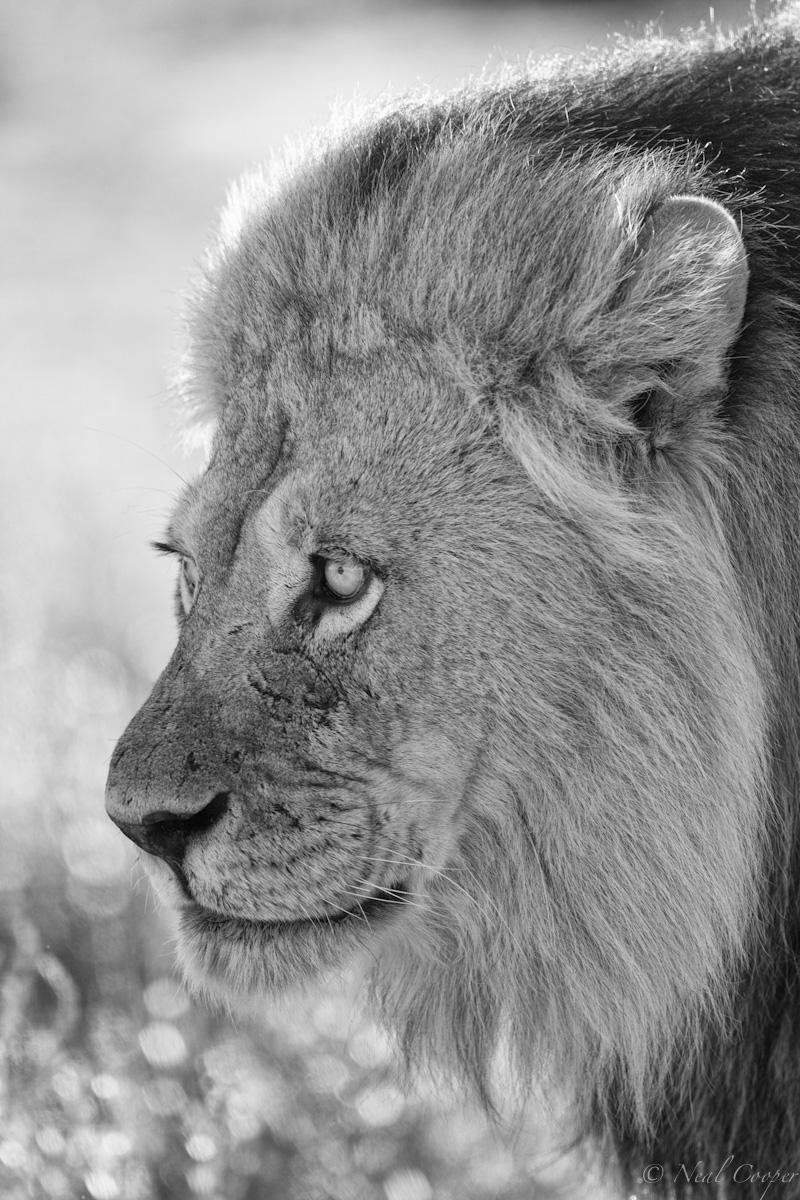Monochrome King