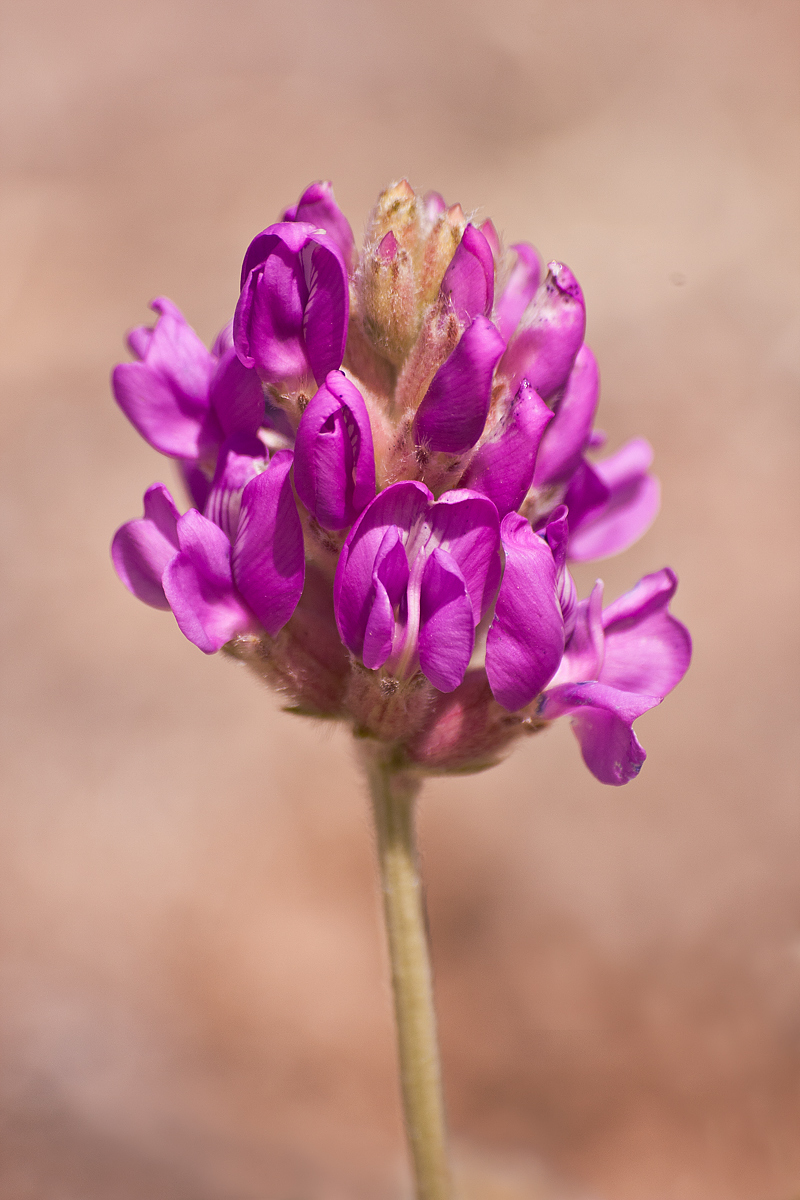 Showy Peavine