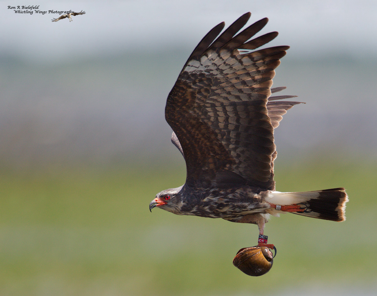 Snail Kite Evening Light