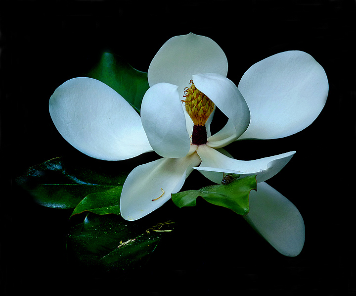 Magnolia +Repost