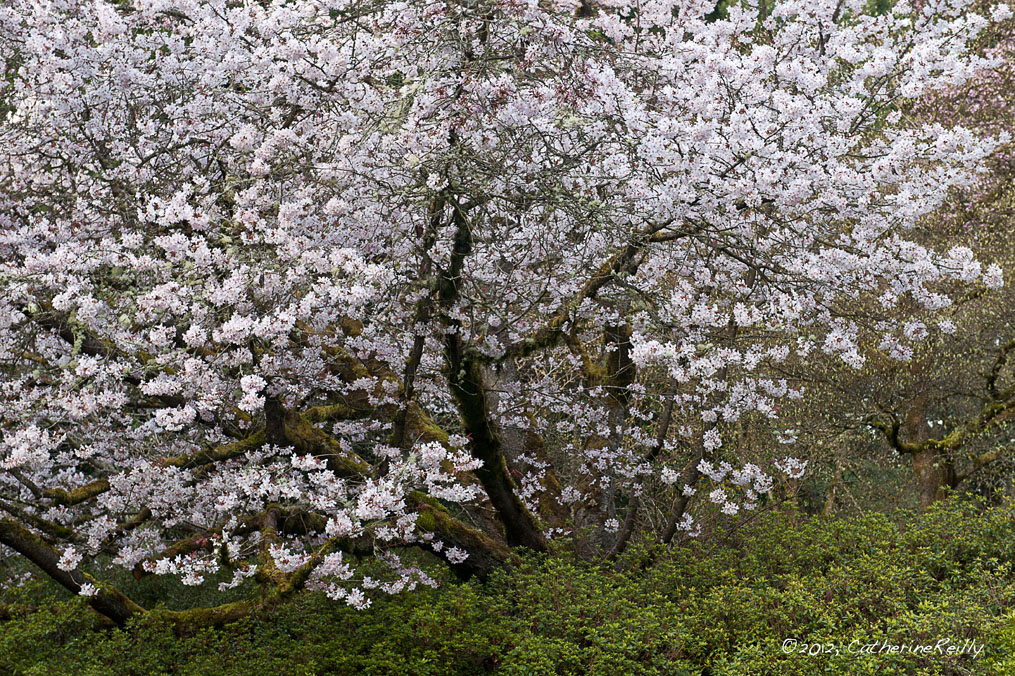 Blossom Blizzard