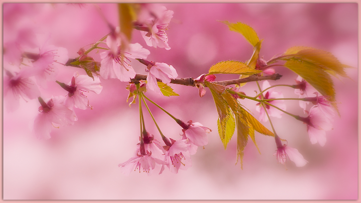 Cherry in Leaf