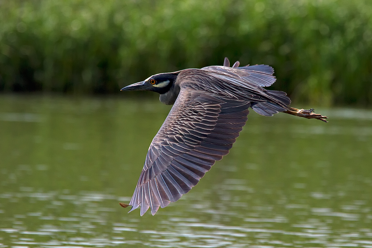 Yel-crowned Night-Heron