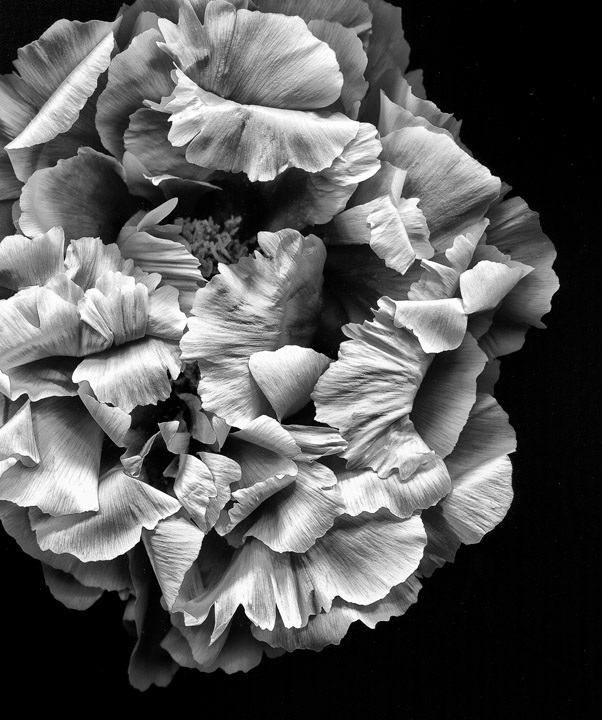 Tree Peony-A Study in BW-repost