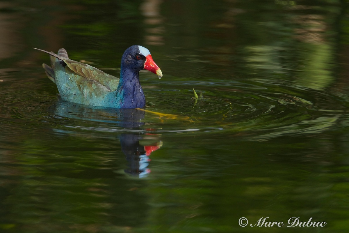 Purple Gallinule