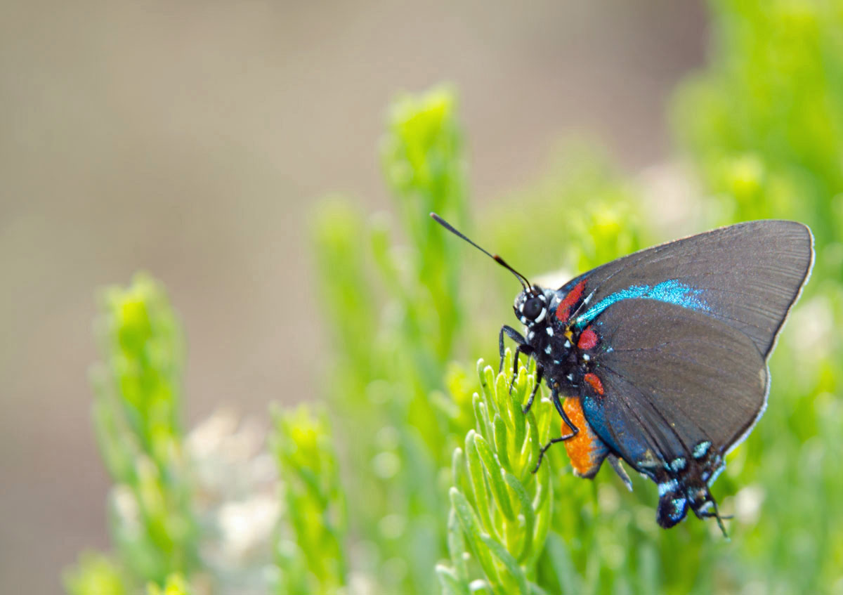 Great Purple Hairstreak