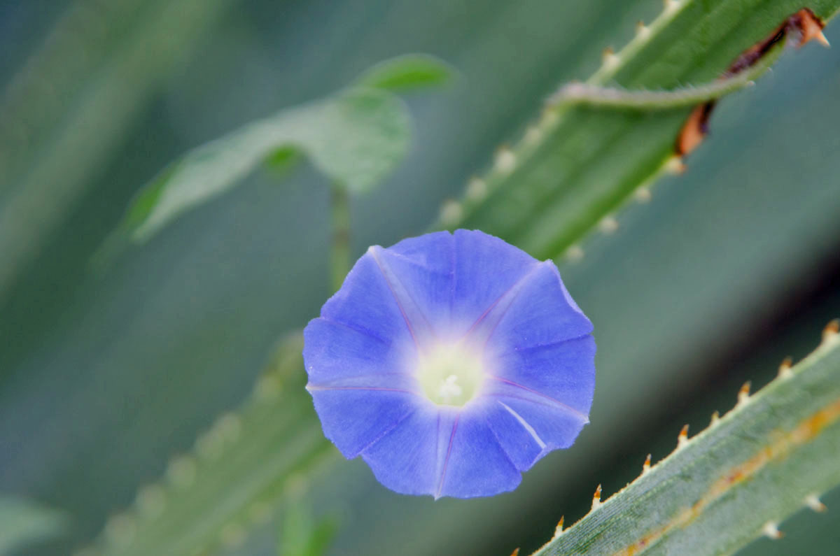 Morning Glory on yucca