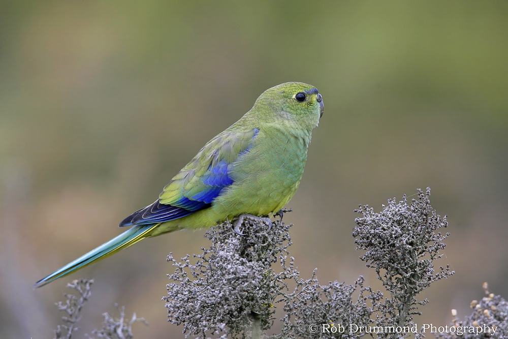Blue-winged Parrot #2