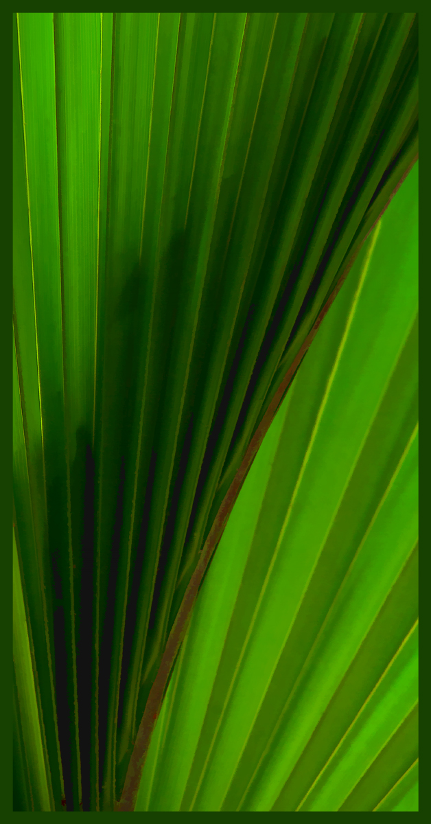 Palmetto