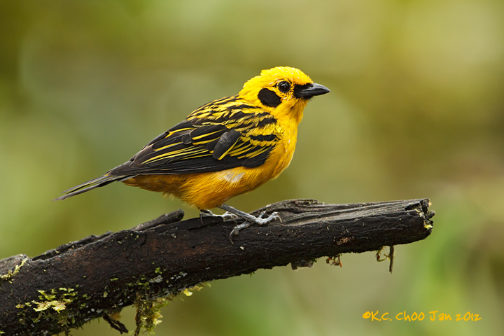 Golden Tanager - Vinci??