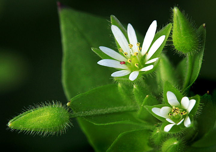 Miniature weed