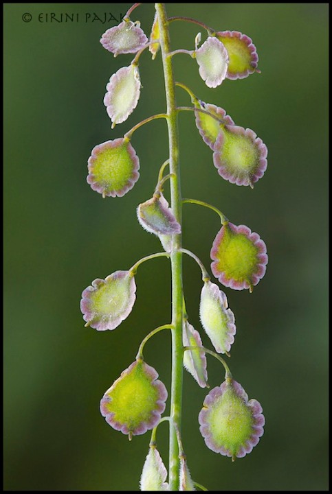 Lacepod