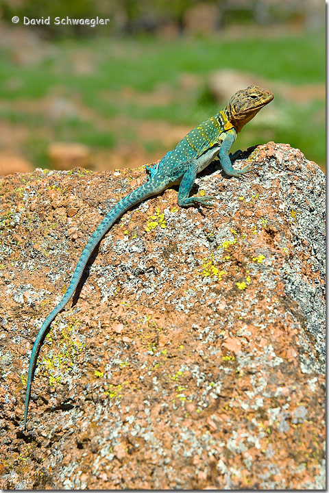 Collared Lizard
