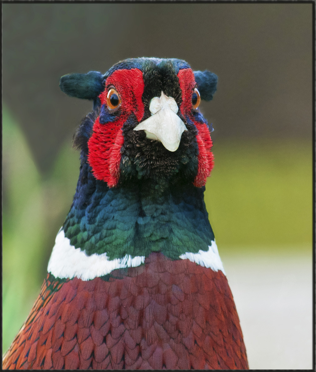 Ring-Necked Pheasant