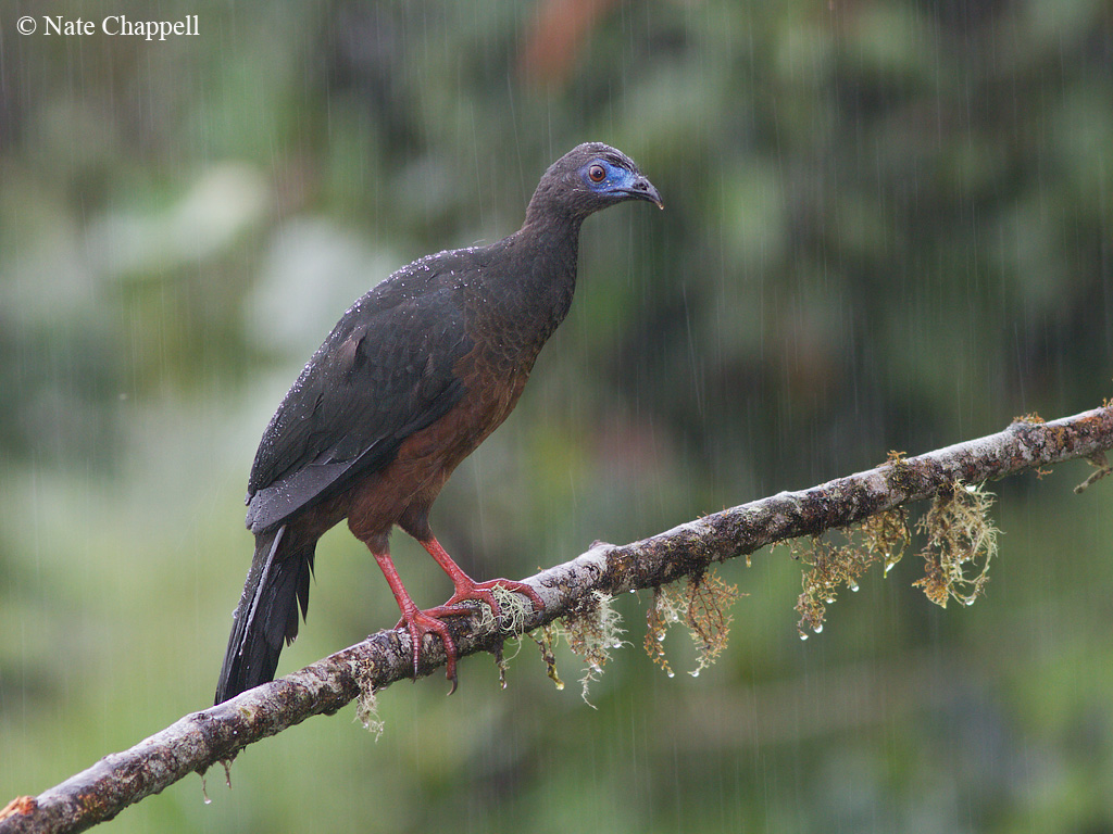 Sickle-winged Guan