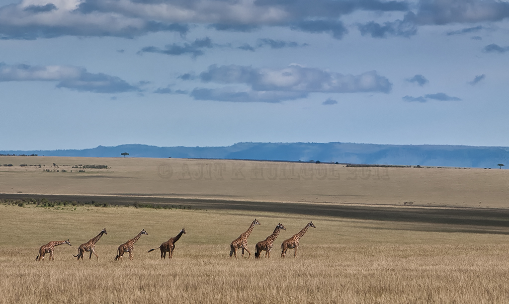 Giraffescape