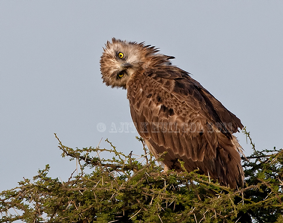 ST Snake eagle