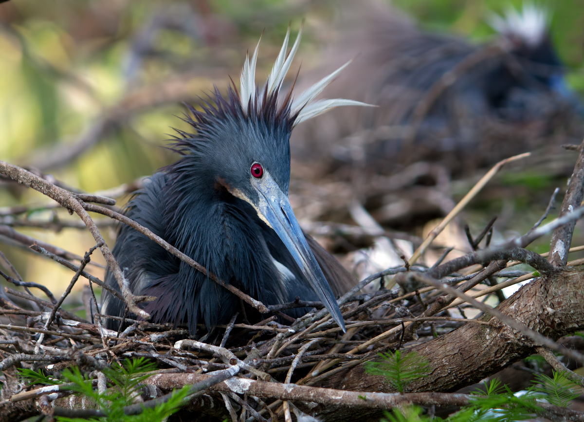 Tricolored Heron on Nest